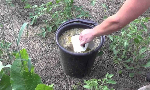 Чем подкормить растения весной: понадобятся яйца и дрожжи